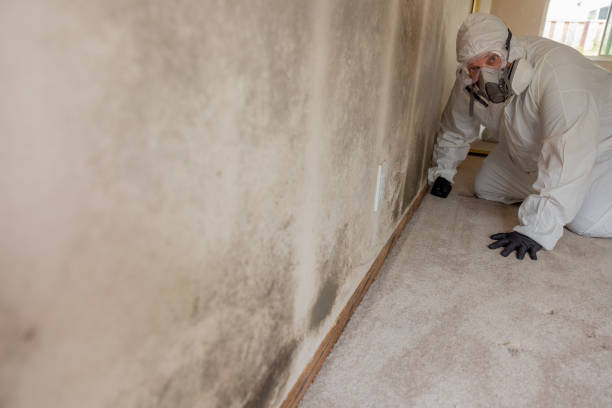 Best Mold Documentation for Insurance Claims  in Woody, WA